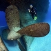 wreck_kittiwake_gc_v_0092_cay3516.jpg